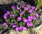 Purple Ice Plant