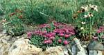 Purple Ice Plant