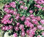 Purple Ice Plant