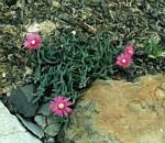 Purple Ice Plant