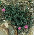 Purple Ice Plant