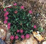 Purple Ice Plant