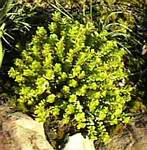 Yellow Sedum