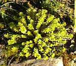 Yellow Sedum