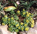 Yellow Sedum