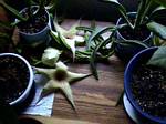 Star Fish Flower