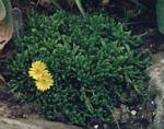 Yellow Ice Plant