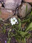 Ornithogalum Arabicum