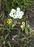 Ornithogalum Arabicum