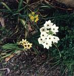 Ornithogalum Arabicum