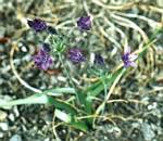 Brodiaea