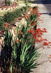 Crocosmia