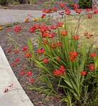 Crocosmia