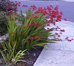 Crocosmia