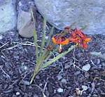 Emily Crocosmia