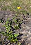 Rudbeckia