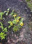 Rudbeckia