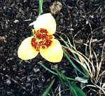 Tigridia pavonia