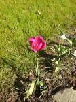 Red Lace Tulip