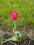 Red Lace Tulip