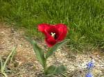 Red Tulip