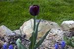 Queen of the Night Tulip