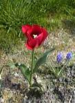 Red Tulip