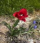 Red Tulip