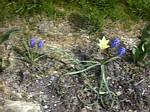 Strauss Tulip