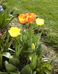 Tulips
