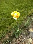 Olimpic Flame Tulip