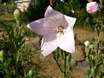 Balloon Flower