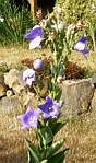 Balloon Flower