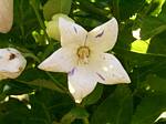 Balloon Flower