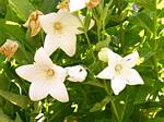 Balloon Flower