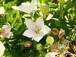 Balloon Flower