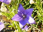 Balloon Flower