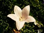 Balloon Flower