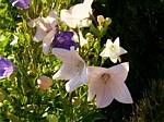 Balloon Flower