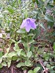 Balloon Flower