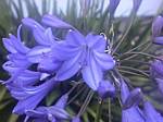 Agapanthus Blue Danube