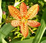 Blackberry Lily (belamcanda chinensis)