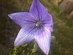 Balloon Flower (platycodon)