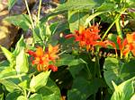 Crocosmia Lucifer