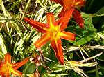 Daylily (hemerocallis)