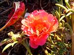 Portulaca