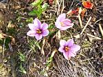 Saffron (crocus)