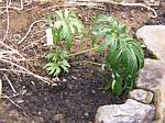 Shreaded Umbrella Plant (syneilesis aconitifolia)