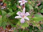 Tricyrtis