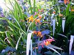 Crocosmia Bicolor